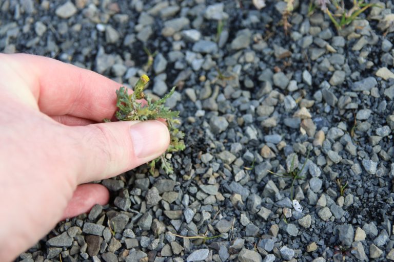 Rupf-Zupf-Turnier am Sa 3. Juli 2021